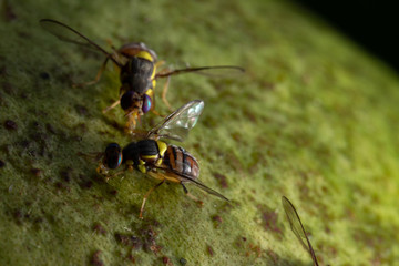 The spawn of the fruit fly.