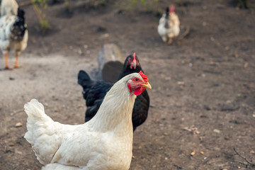 chickens in the yard