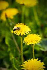 yellow dandelions in a meadow