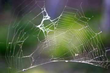 abstract spider web background