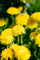 yellow dandelions in a meadow