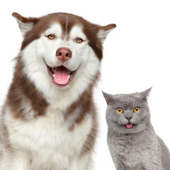Happy pets. Husky dog and British cat