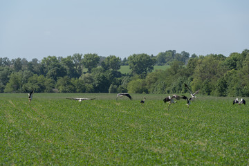 White storks in a meadow, Eastern Ukraine