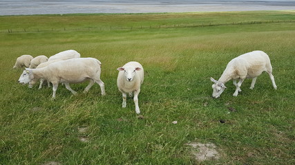 Obraz premium Deichspaziergang