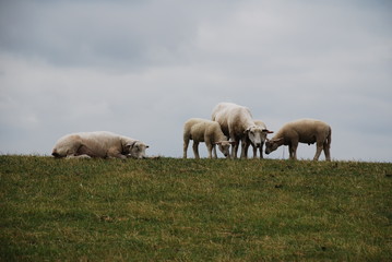 Obraz premium Deichspaziergang