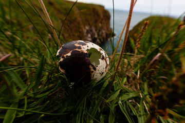 Cliffs nesting birds scotland 
