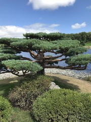 Japanese tree in America 