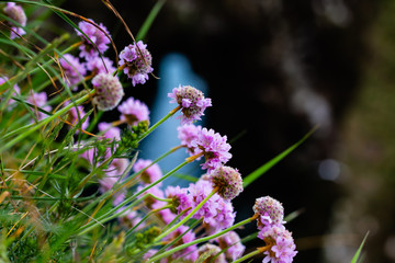 Cliffs nesting birds scotland 