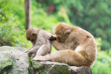 Japanese monkey in Jigokudani Monkey Park in Nagano Prefecture, Japan
