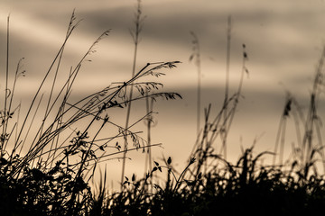 herbes folles en bordure de champs au coucher du soleil