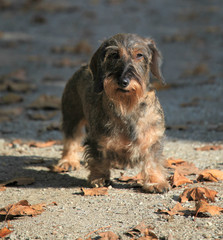 Cane bassotto a pelo ruvido in strada