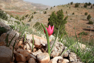 wild, red mountain tulip 