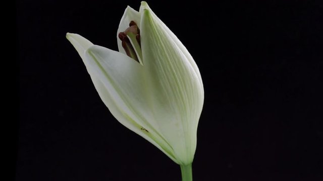 Beautiful white lily isolated on black background. Blooming lilly flower opening closeup. Timelapse. 3840X2160 4K UHD video footage