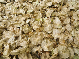 Texture: the fallen petals of the tree elm