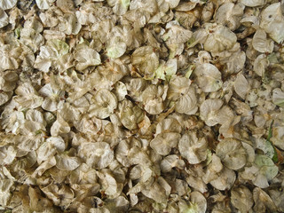 Texture: the fallen petals of the tree elm