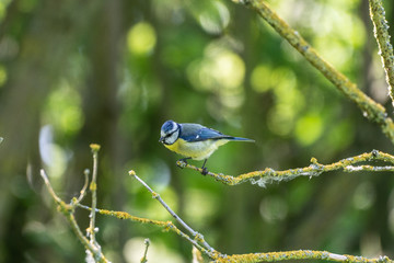 mésange sur une branche