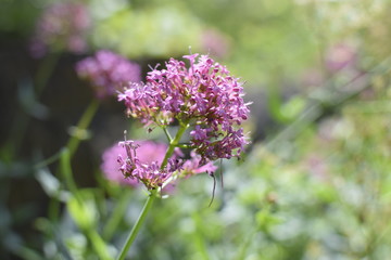 fleur comptoir general