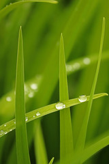 Beautiful grass with big and small drops