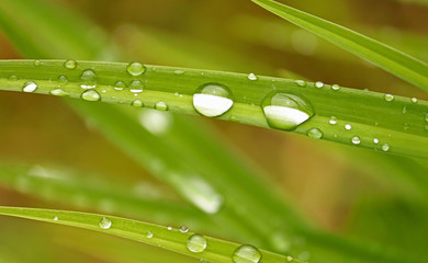 Naklejka premium Beautiful grass with big and small drops