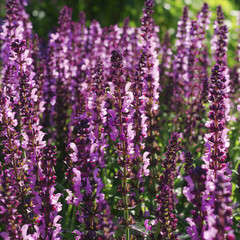 Obraz premium Salvia x sylvestris Lyrical Rose