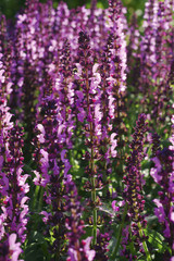 Salvia x sylvestris Lyrical Rose