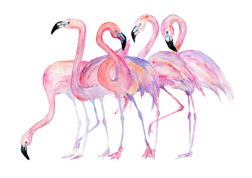 Watercolor flamingo. Painted image.