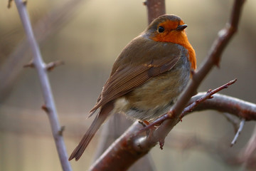 Robin sits on a branch in the spring