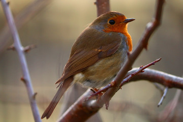Robin sits on a branch in the spring