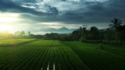 Rice Terrace from drone, Ubud, Bali, Indonesia