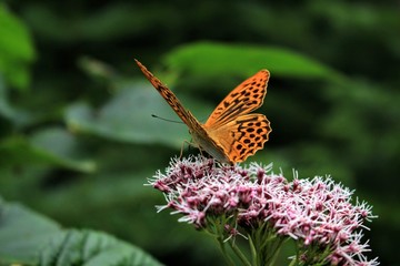 Butterfly Takeoff