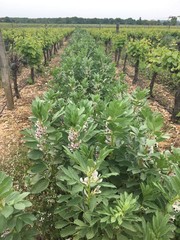 couvverts vignes