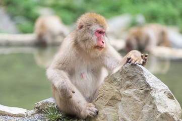 Fototapeta premium 考える猿