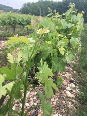 vigne feuilles