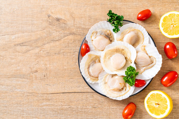 fresh shell scallop