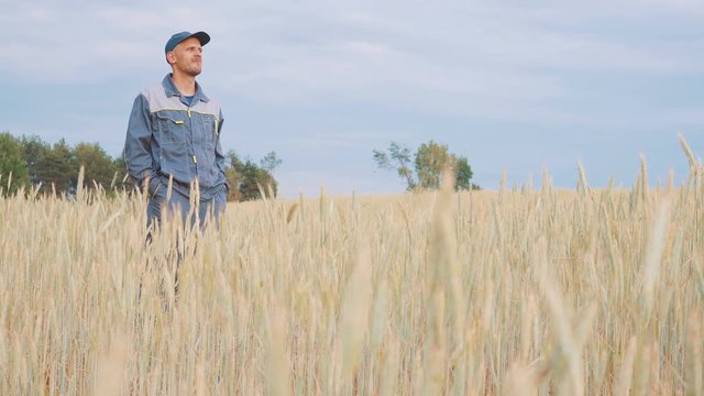 a young farmer checks the plants in a rye field. 4k