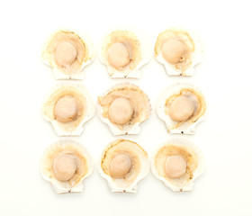 fresh shell scallop