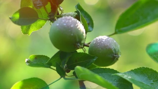 Apple tree. Organic apples hanging on branch of apple tree in a garden with rain drops.  Watering garden. Slow motion 4K UHD video 3840x2160