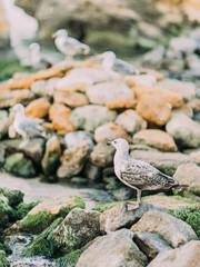 The vertical photo of the gull standing on the stones and watching the sunset.