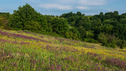 flowering flowers on a meadow in a hilly area.