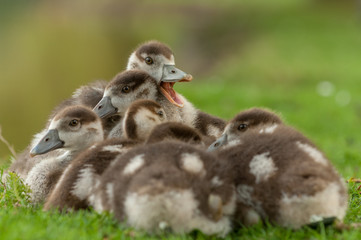 Egyptian goose ducklings resting together in grass