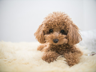 Curly-Haired Toy Poodle - obrazy, fototapety, plakaty