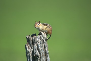 Chipmunk on stump
