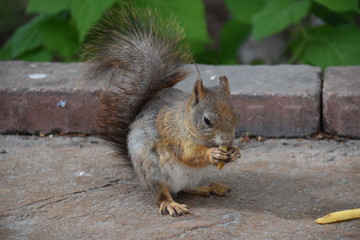 Eichhörnchen beim Fressen