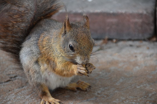 Eichh&ouml;rnchen beim Fressen