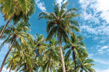 Fototapeta premium Group of Coconut palm tree with sky and cloud in creative turquoise