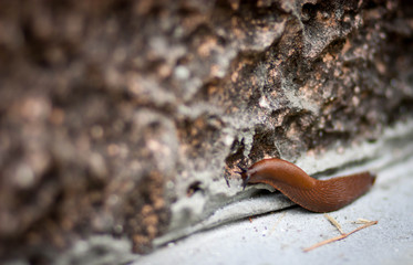 a bright brown snail crawls along a white concrete surface along a brown stone wall
