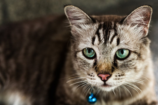 Close up portrait of green eyes cat