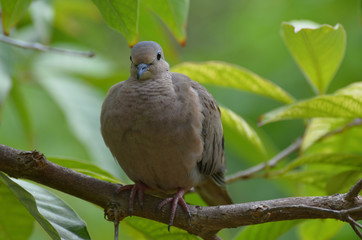 Eared Dove Balanced on a  Tree Branch