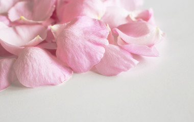 Fototapeta na wymiar Pink rose petals scattered on a white table. There is a place for your text or photo.