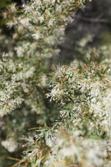 Western Australia flora